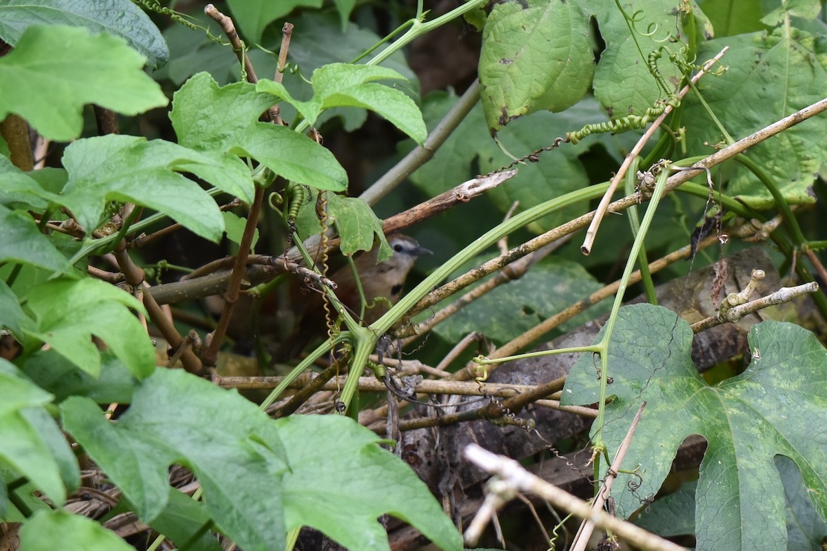 Crescent-chested Babbler - T Norris