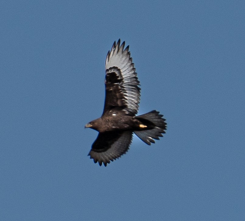 Ferruginous Hawk - ML611881334