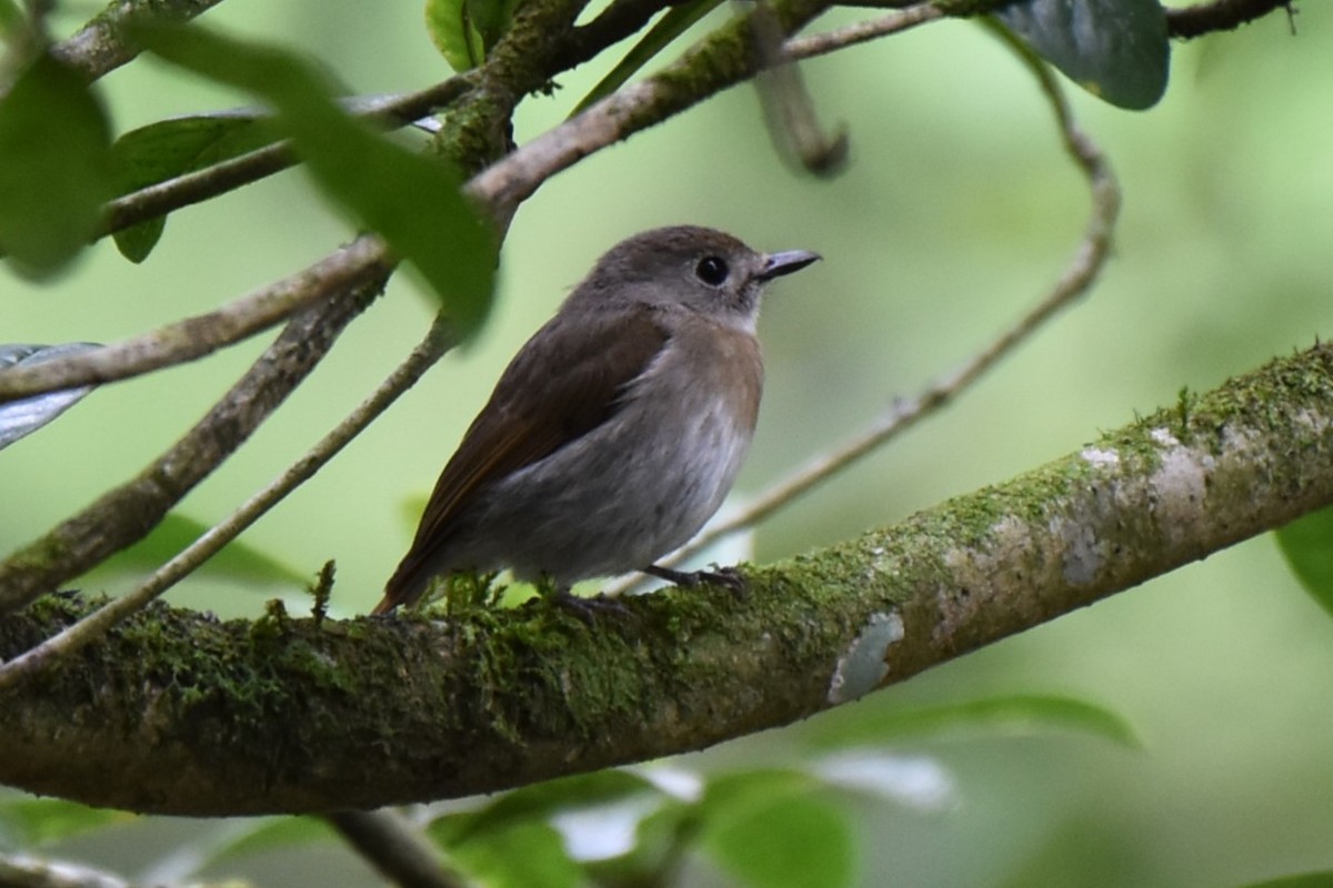 Fulvous-chested Jungle Flycatcher - ML611881347