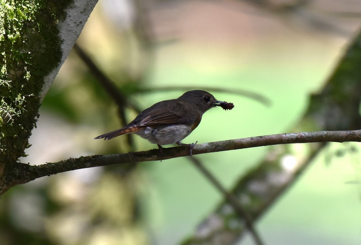 Fulvous-chested Jungle Flycatcher - ML611881354