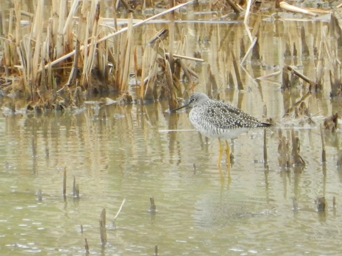 Greater Yellowlegs - Kellie Superina