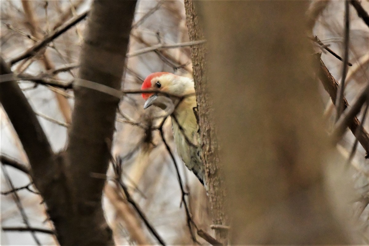 Red-bellied Woodpecker - ML611881390