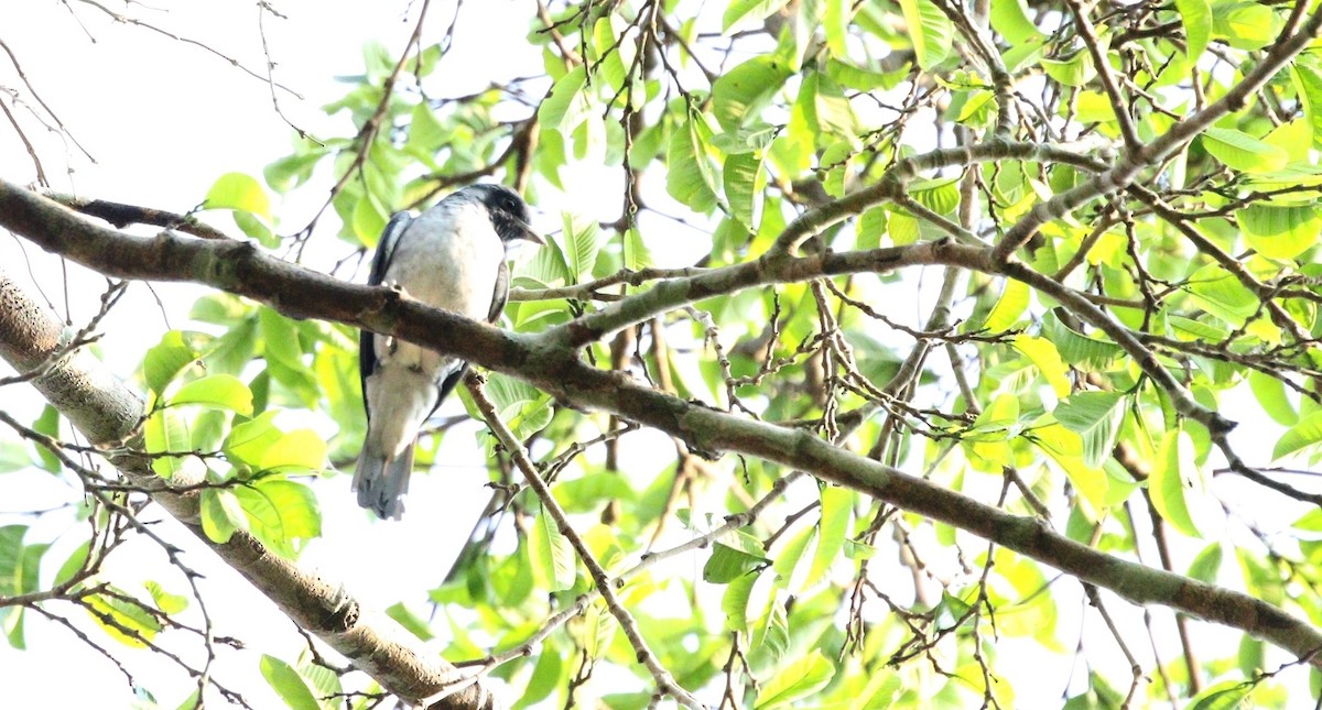 Black-faced Cotinga - ML611881450