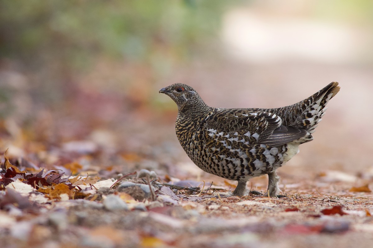 Spruce Grouse - ML611881488