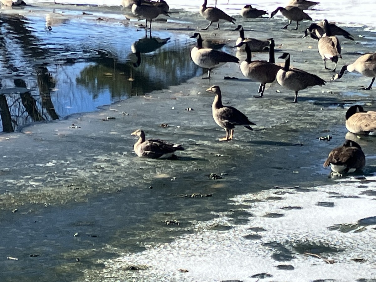 Greater White-fronted Goose - ML611881502