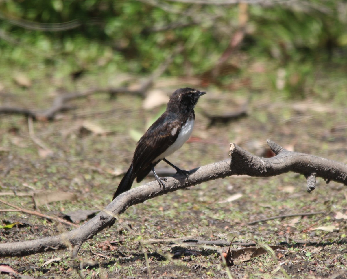 Willie-wagtail - ML611881554