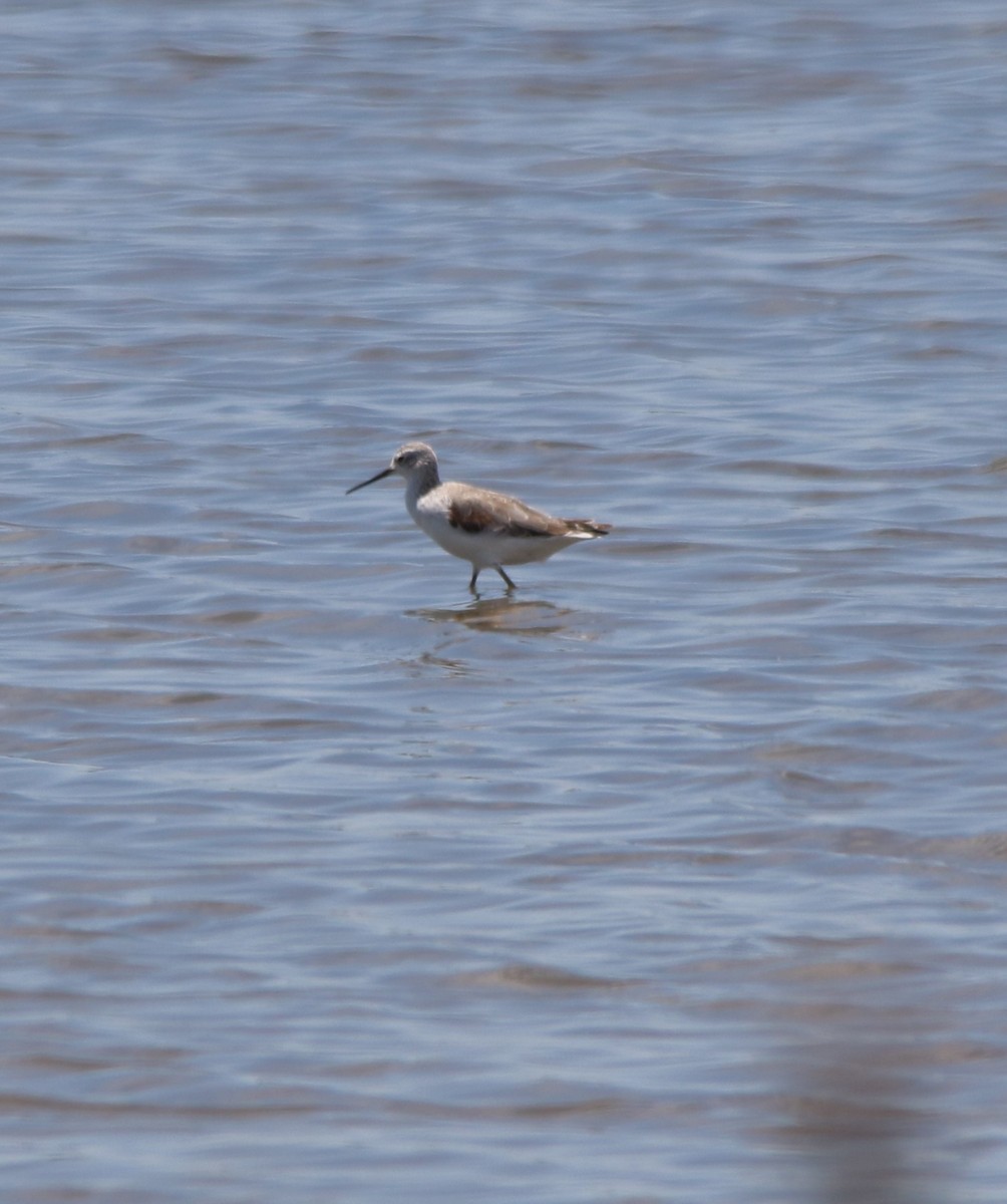 Marsh Sandpiper - ML611881572