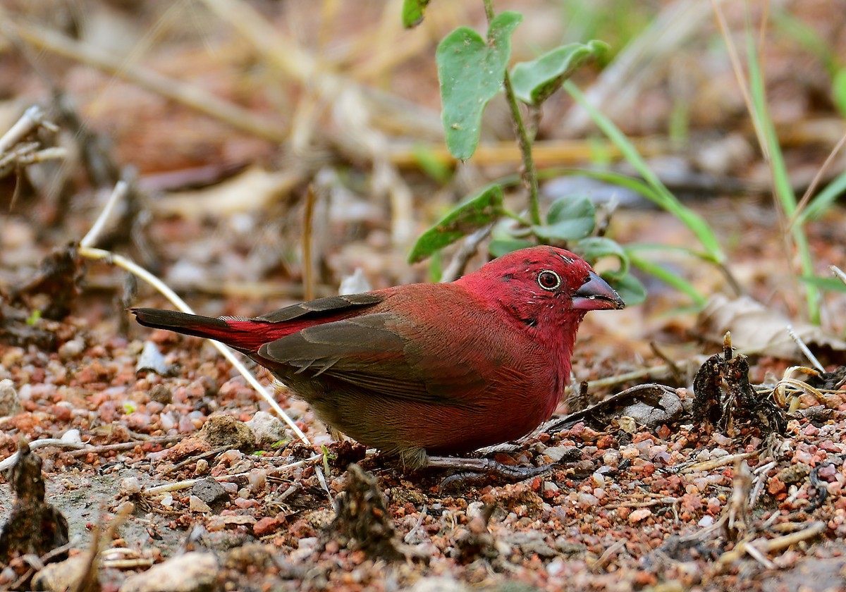 Red-billed Firefinch - Ad Konings
