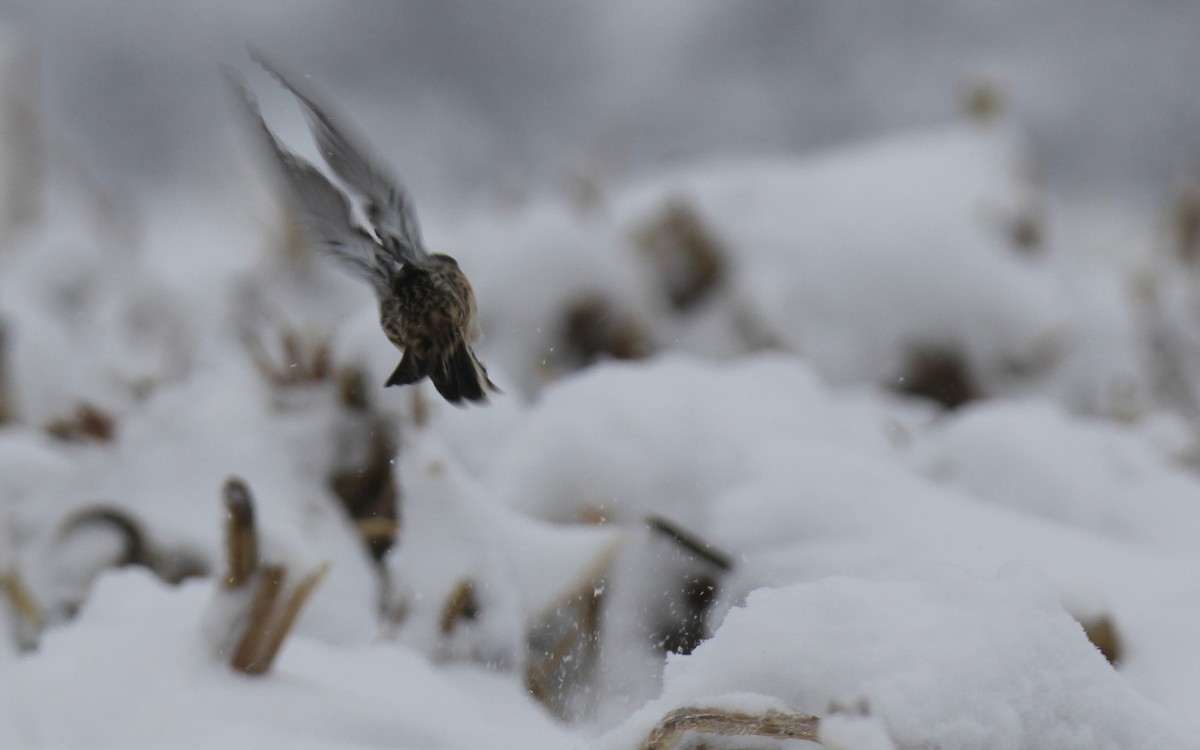 Lapland Longspur - ML611881621