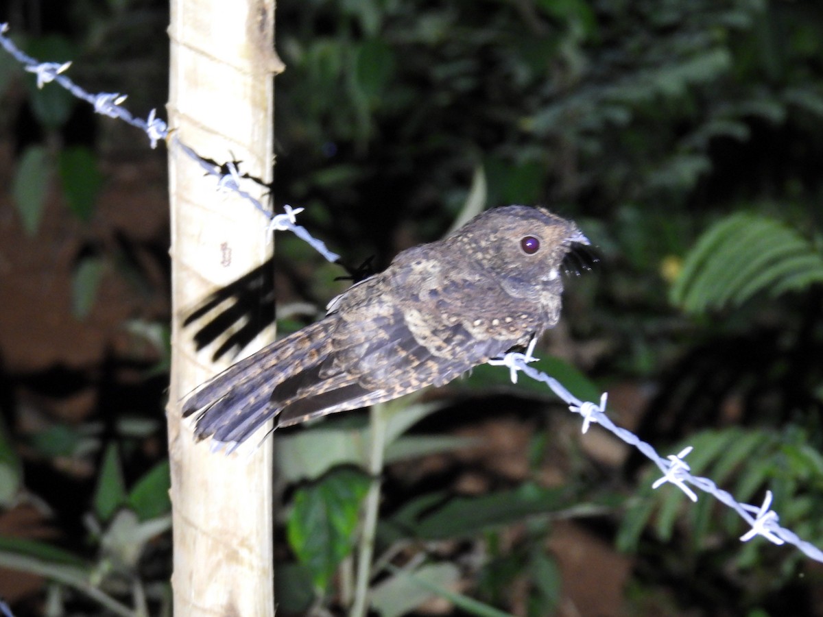 Ocellated Poorwill - WILLIAM MACIEL