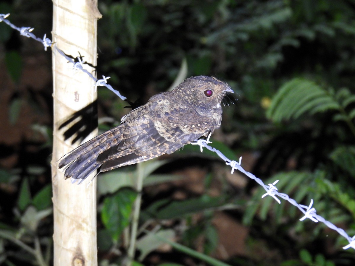 Ocellated Poorwill - ML611881687