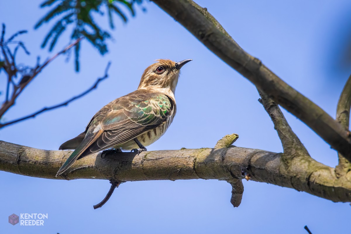 Horsfield's Bronze-Cuckoo - Kenton Reeder