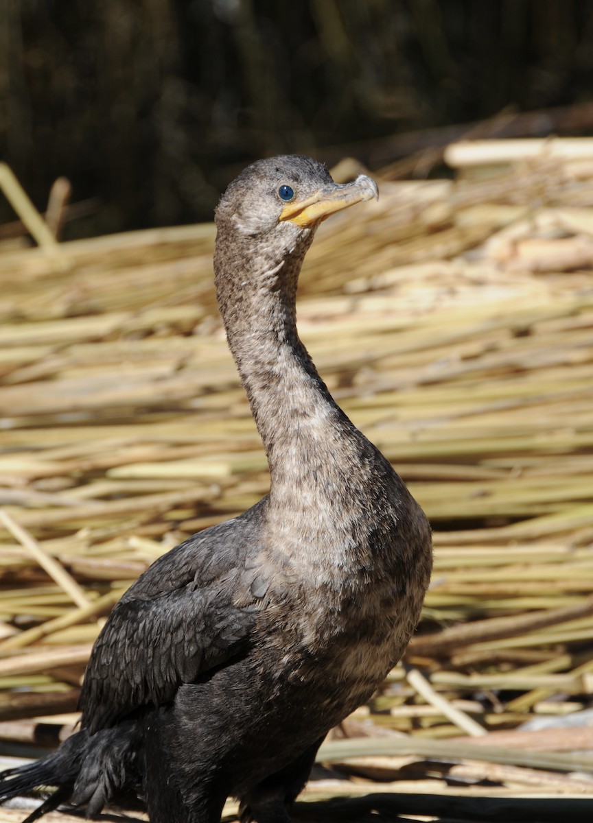 Neotropic Cormorant - ML611881801