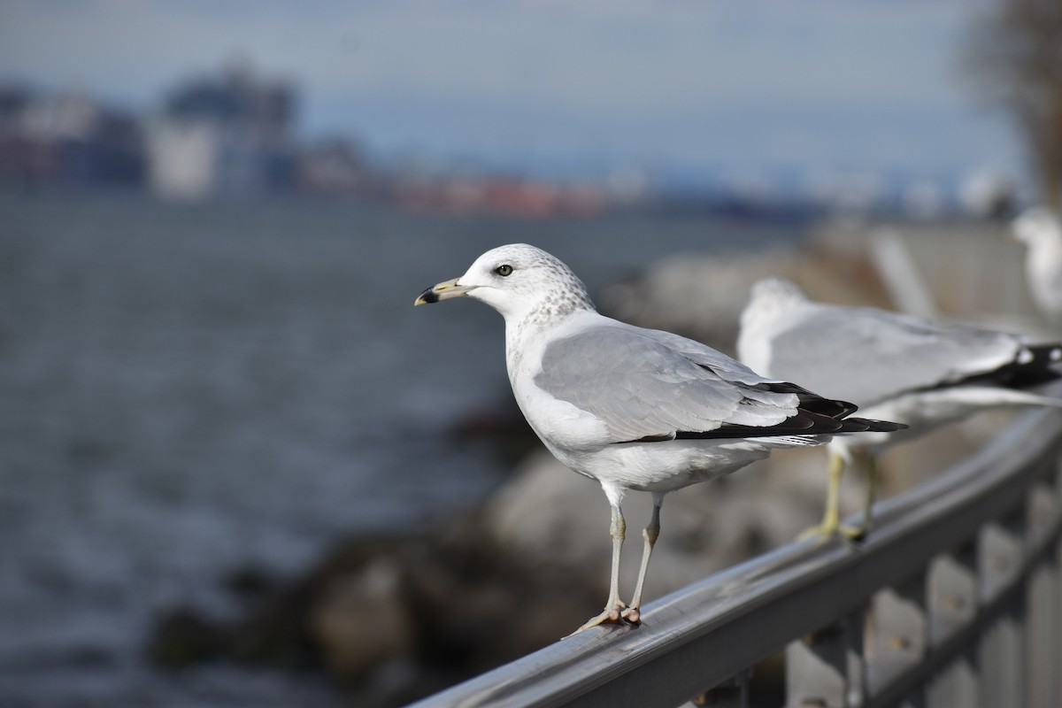 Ring-billed Gull - ML611881843