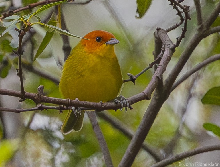 Rust-and-yellow Tanager - ML611881859