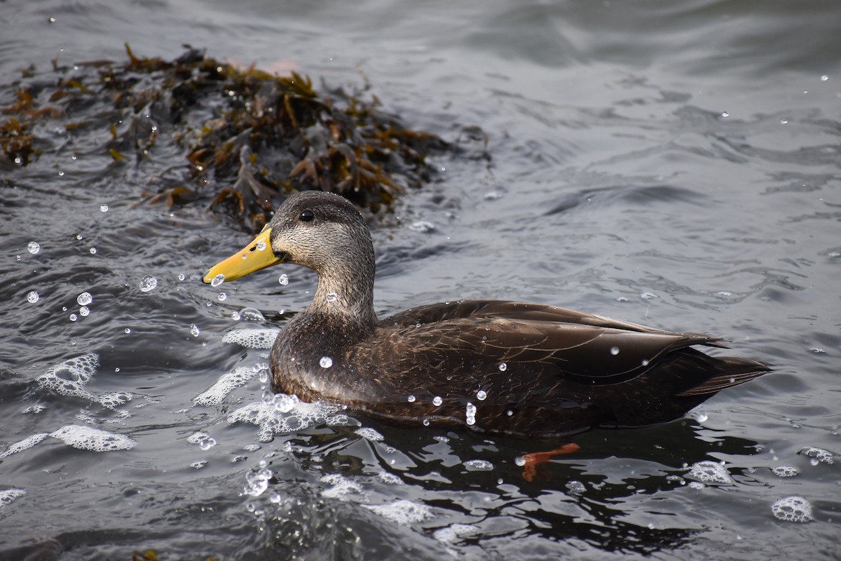 American Black Duck - ML611881861