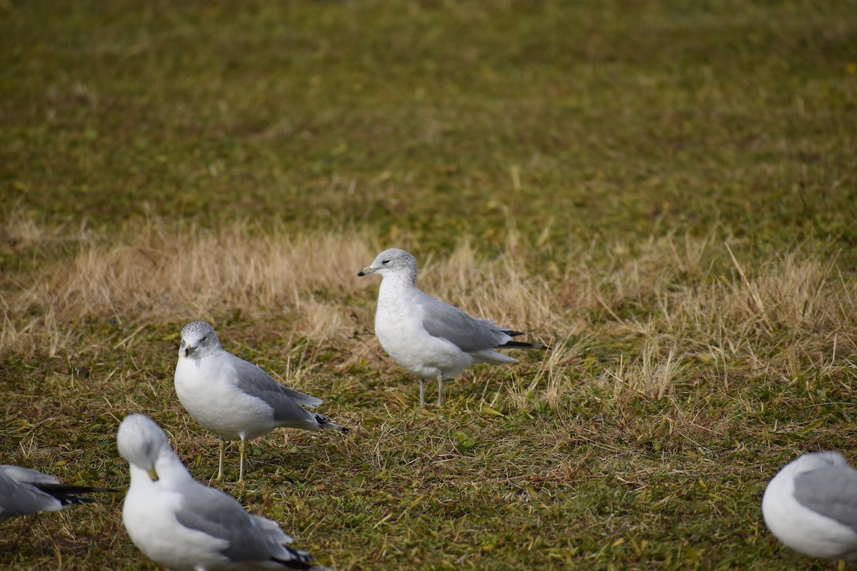 Ring-billed Gull - ML611881876