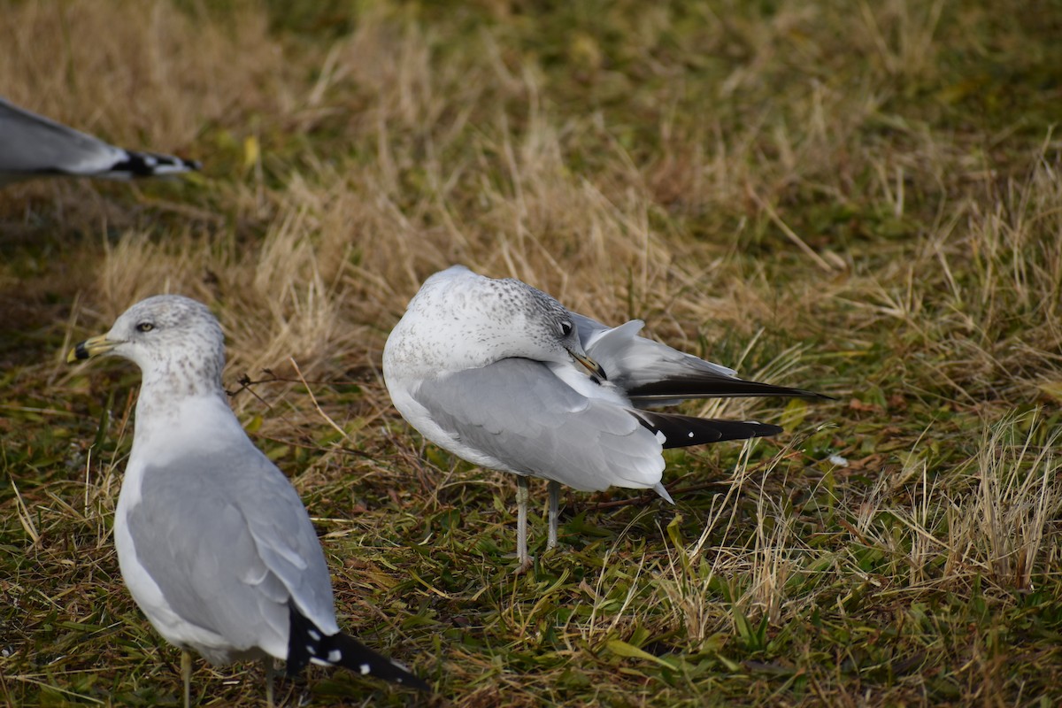 Ring-billed Gull - ML611881877