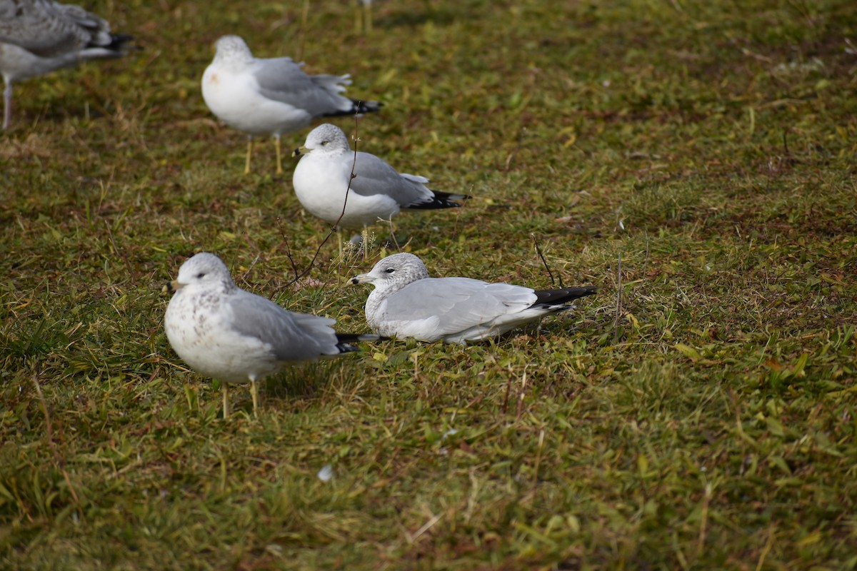 Ring-billed Gull - ML611881878