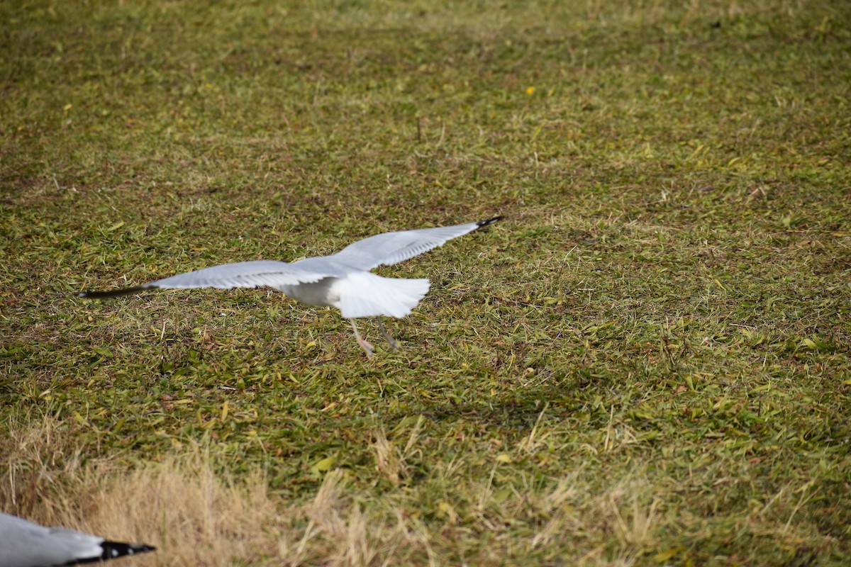 Ring-billed Gull - ML611881879