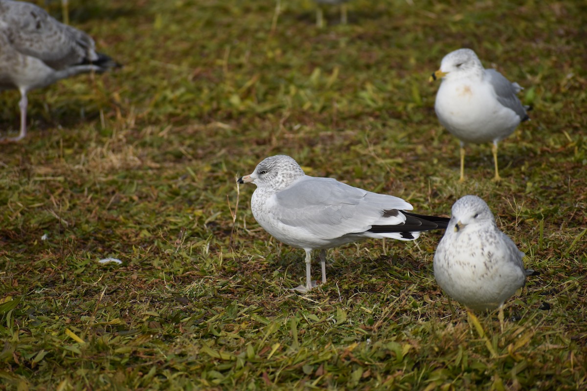 Ring-billed Gull - ML611881880