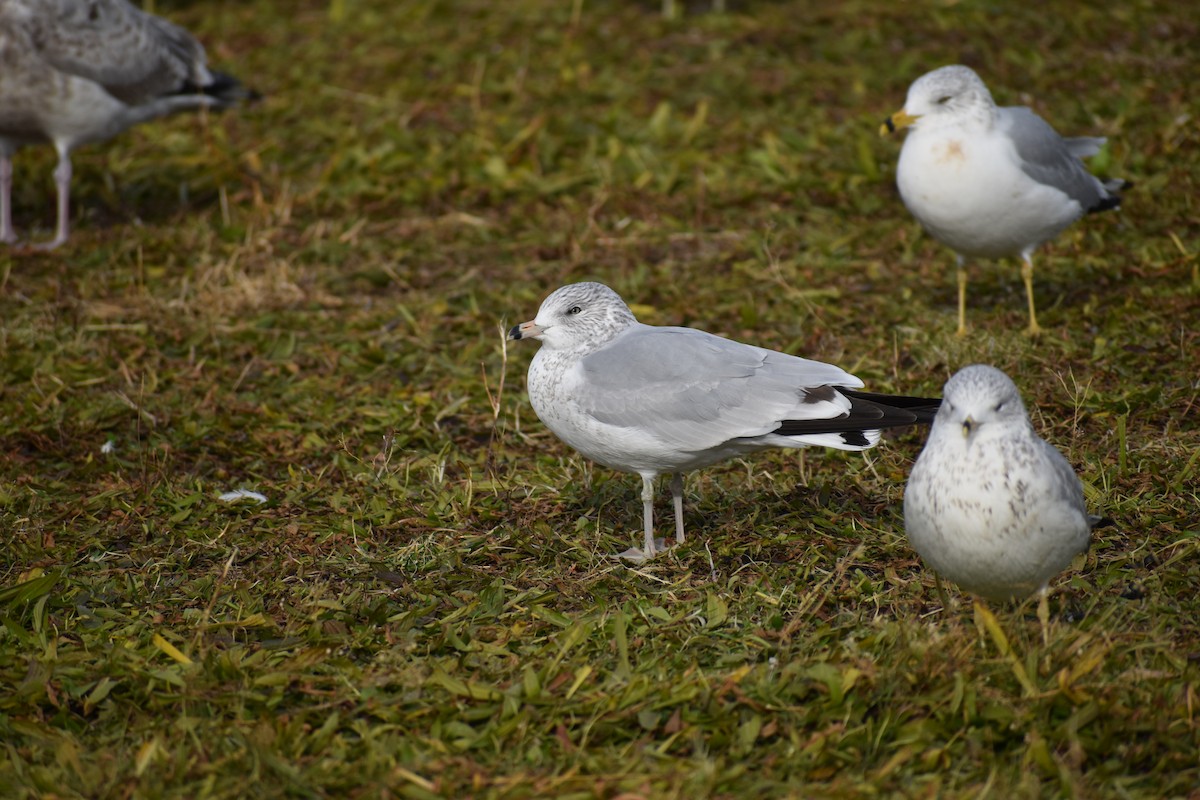 Ring-billed Gull - Joseph Trezza