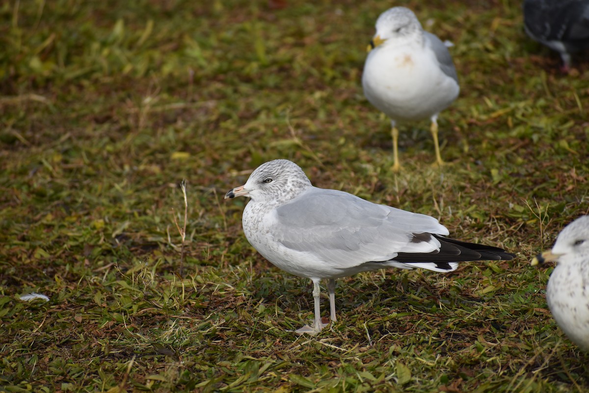 Ring-billed Gull - ML611881882