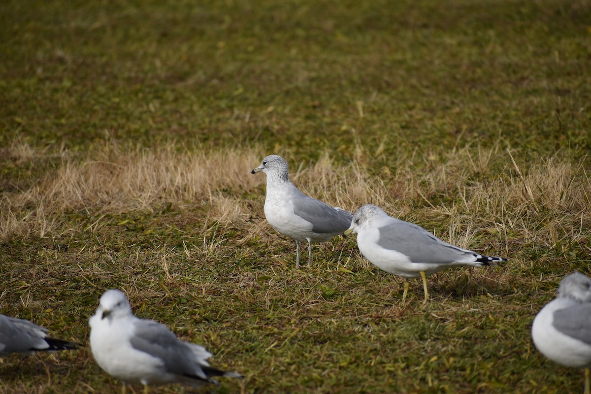 Ring-billed Gull - ML611881883