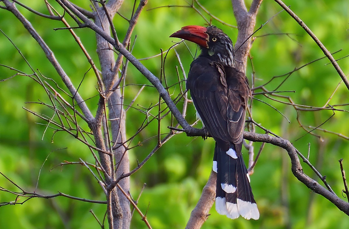 Crowned Hornbill - ML611881903