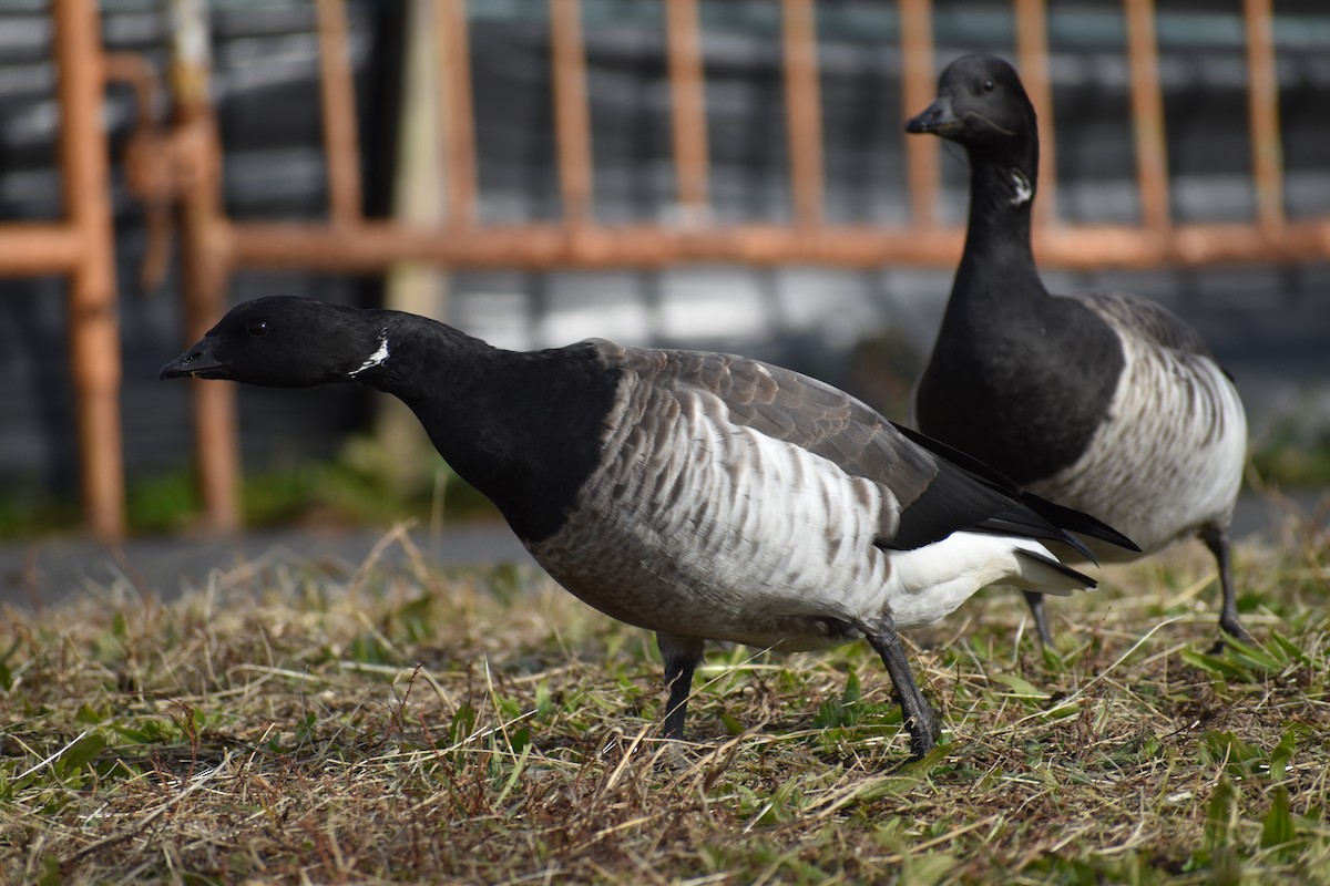 Brant - ML611881931