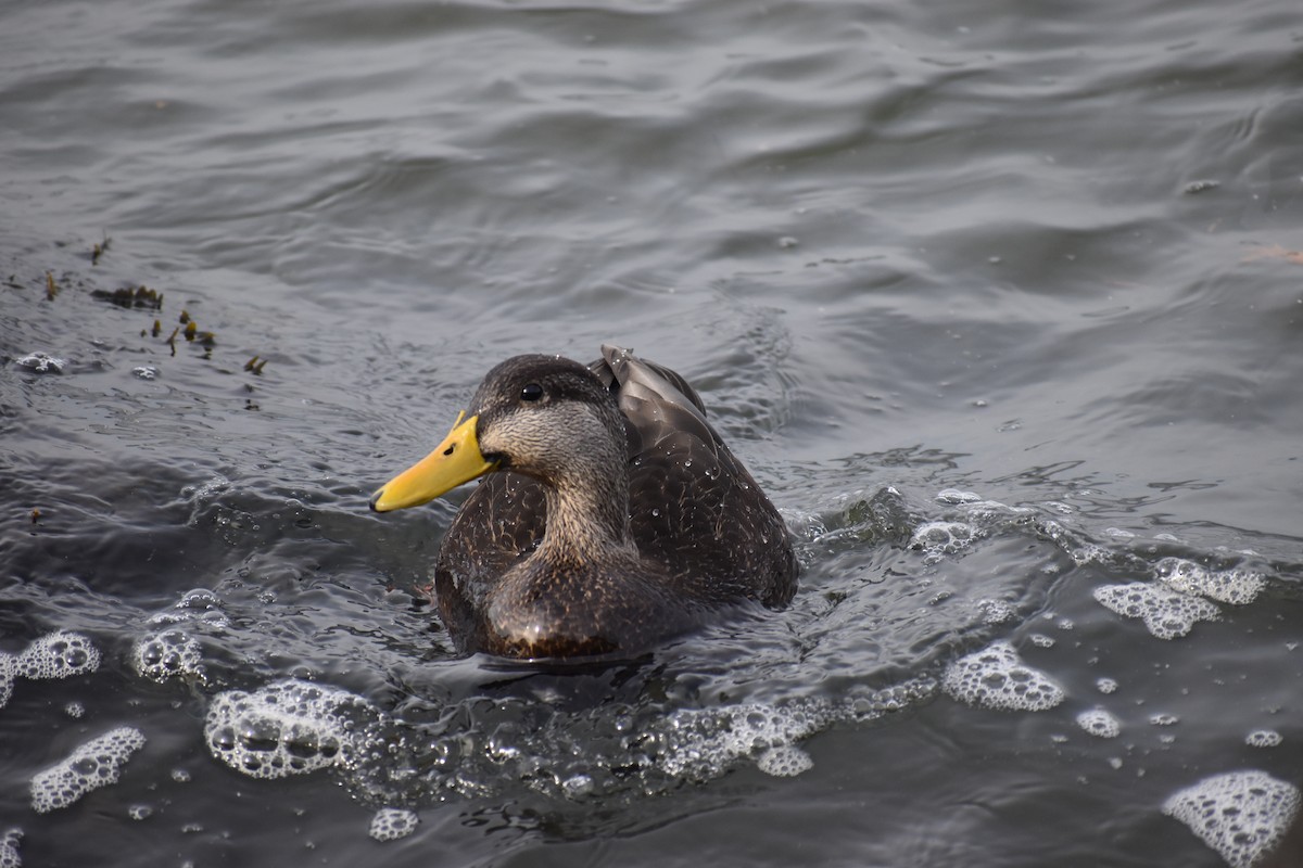 American Black Duck - Joseph Trezza