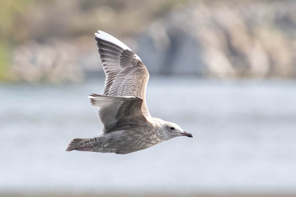 Gaviota Argéntea - ML611881967