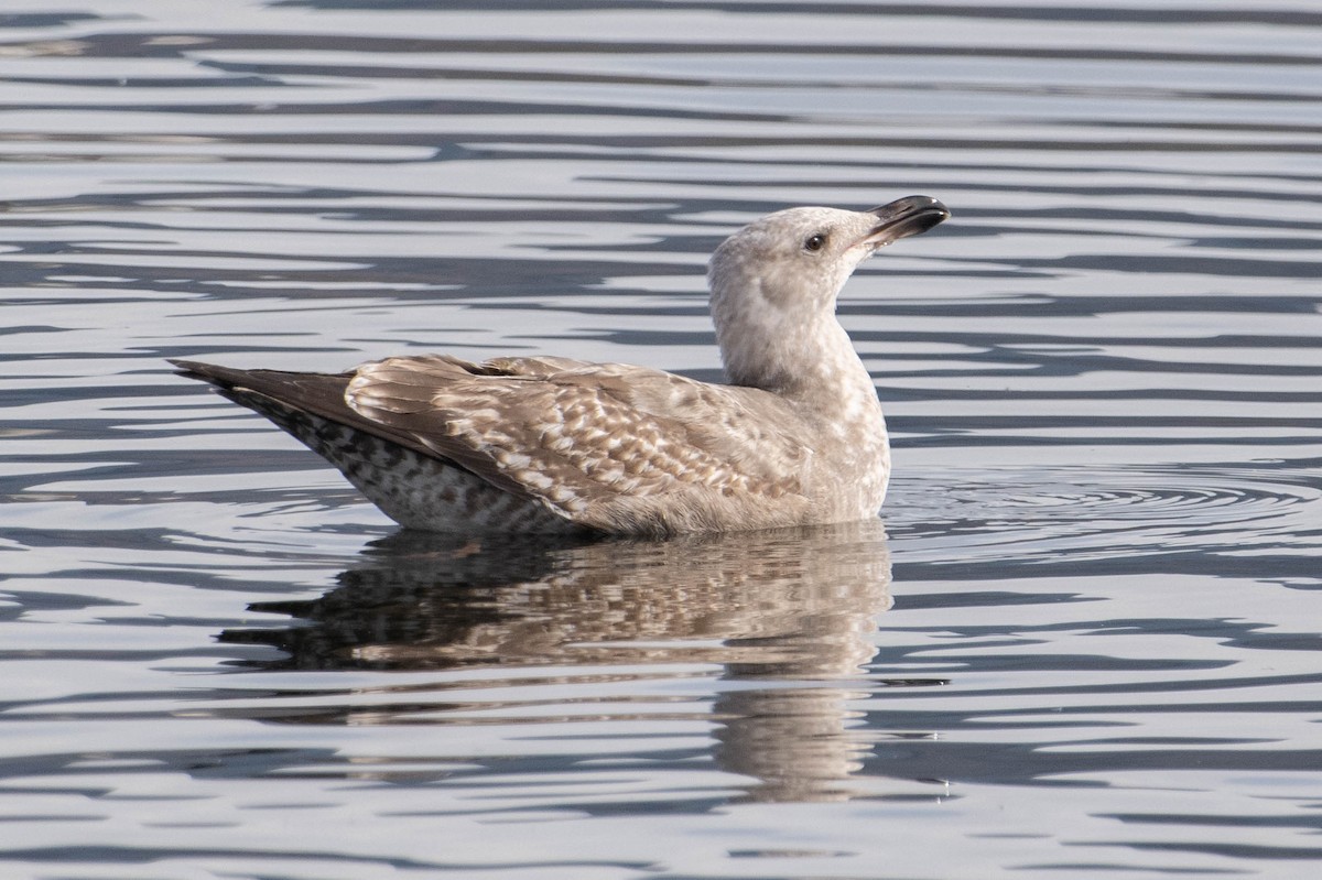 Gaviota Argéntea - ML611881971