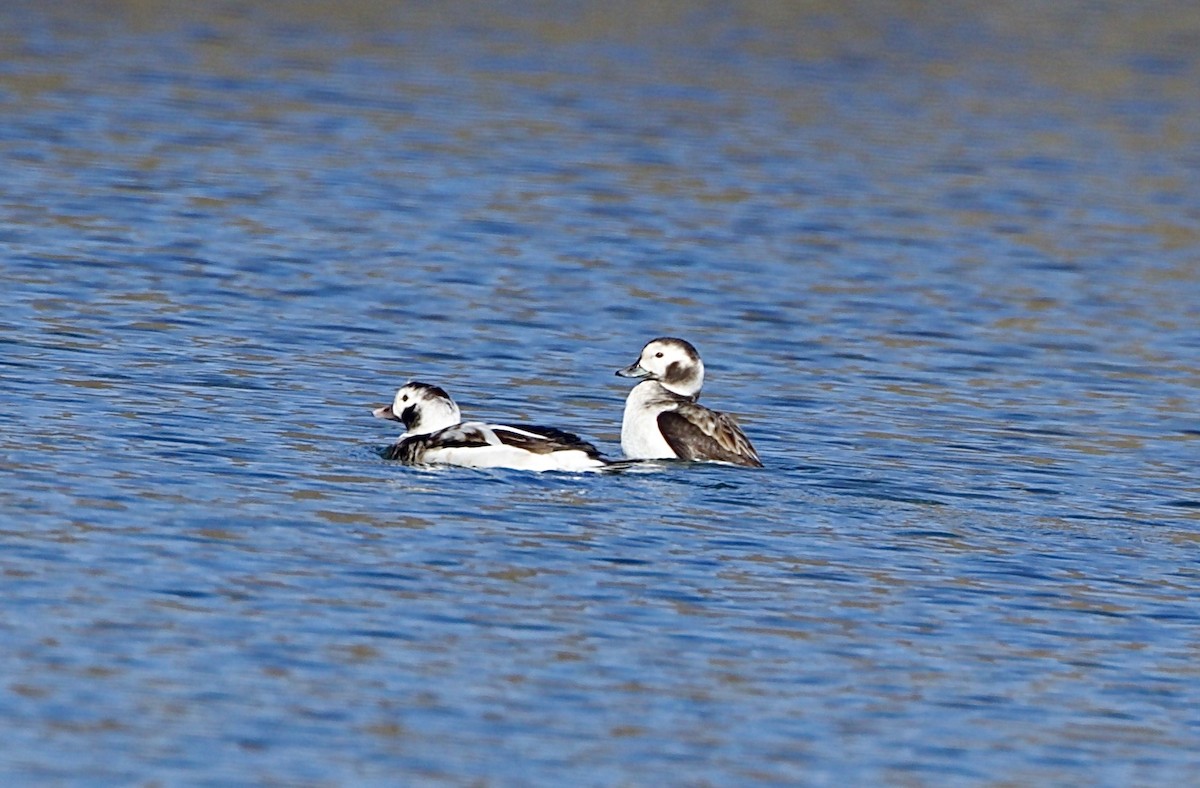 Long-tailed Duck - ML611881984