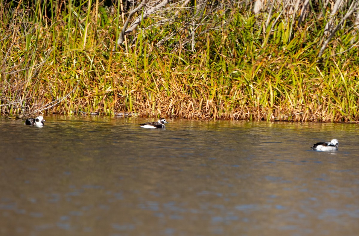 Long-tailed Duck - ML611881985