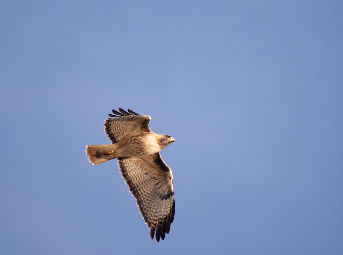 Red-tailed Hawk - ML611882060