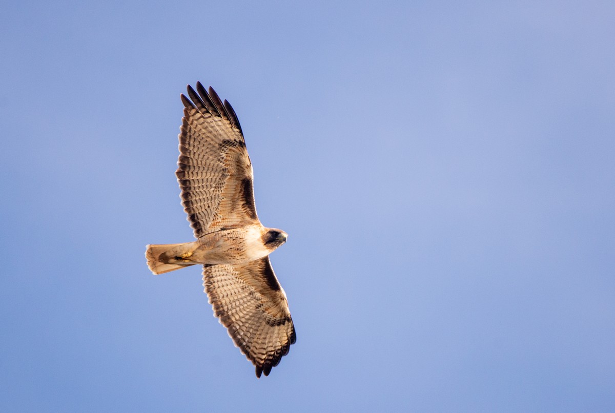 Red-tailed Hawk - ML611882061