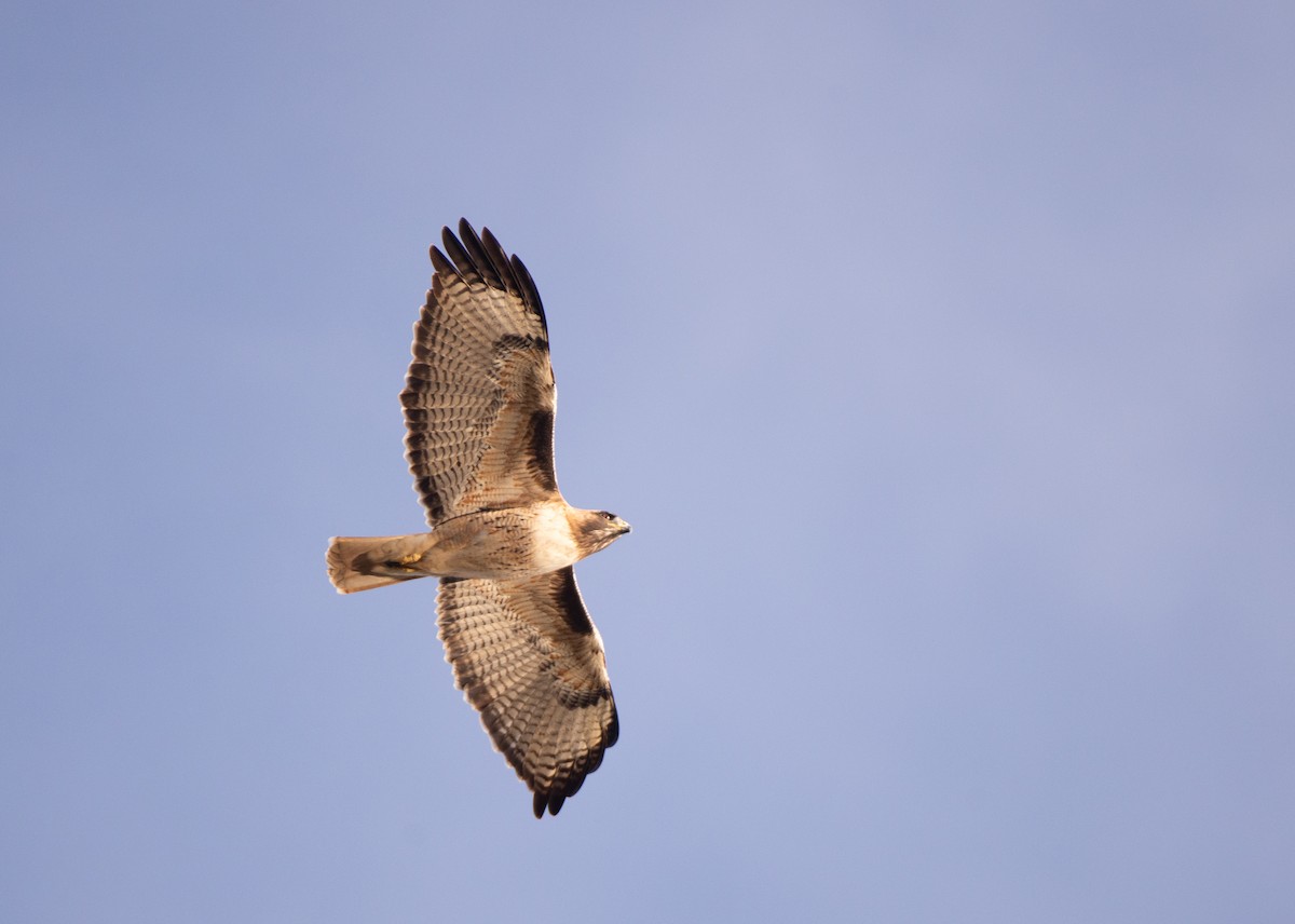 Red-tailed Hawk - ML611882063