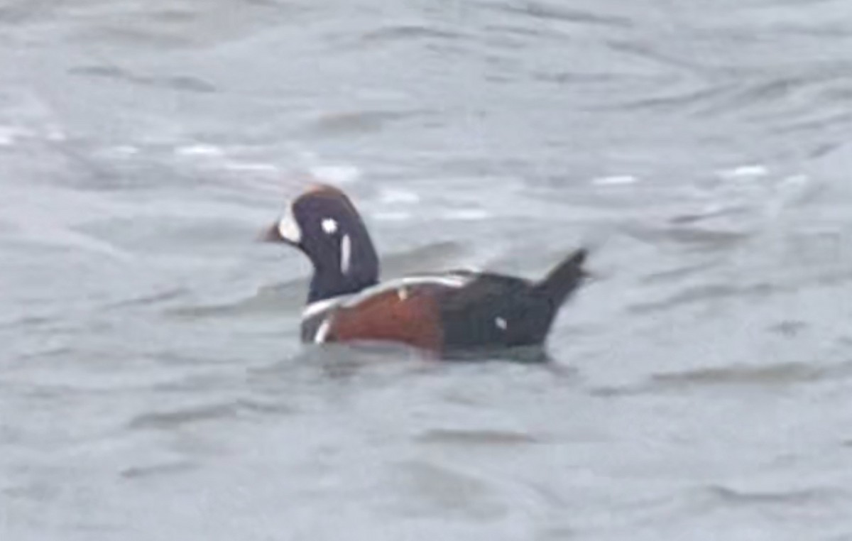 Harlequin Duck - Joel Strong