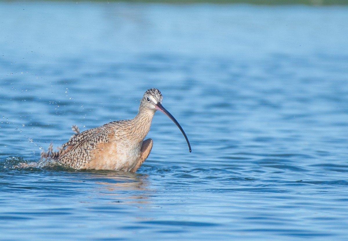 Long-billed Curlew - ML611882164
