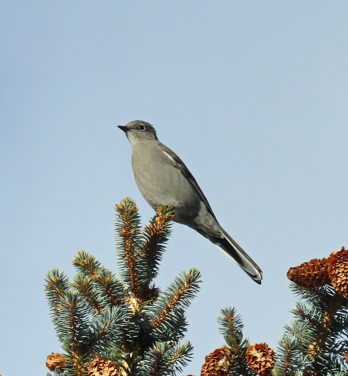 Townsend's Solitaire - ML611882165