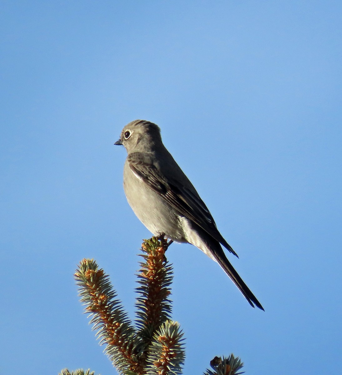 Townsend's Solitaire - ML611882166