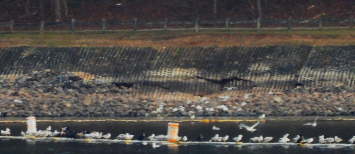 Ring-billed Gull - ML611882216