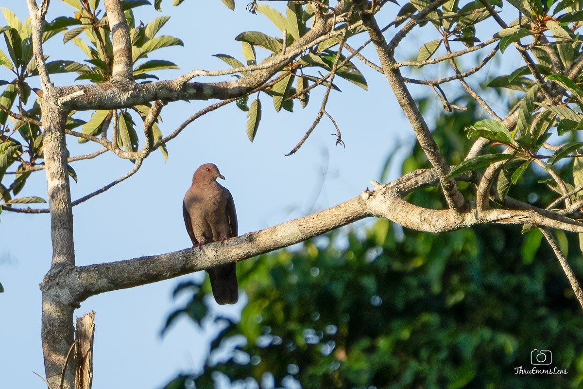 Short-billed Pigeon - Menashe Lichtenstein