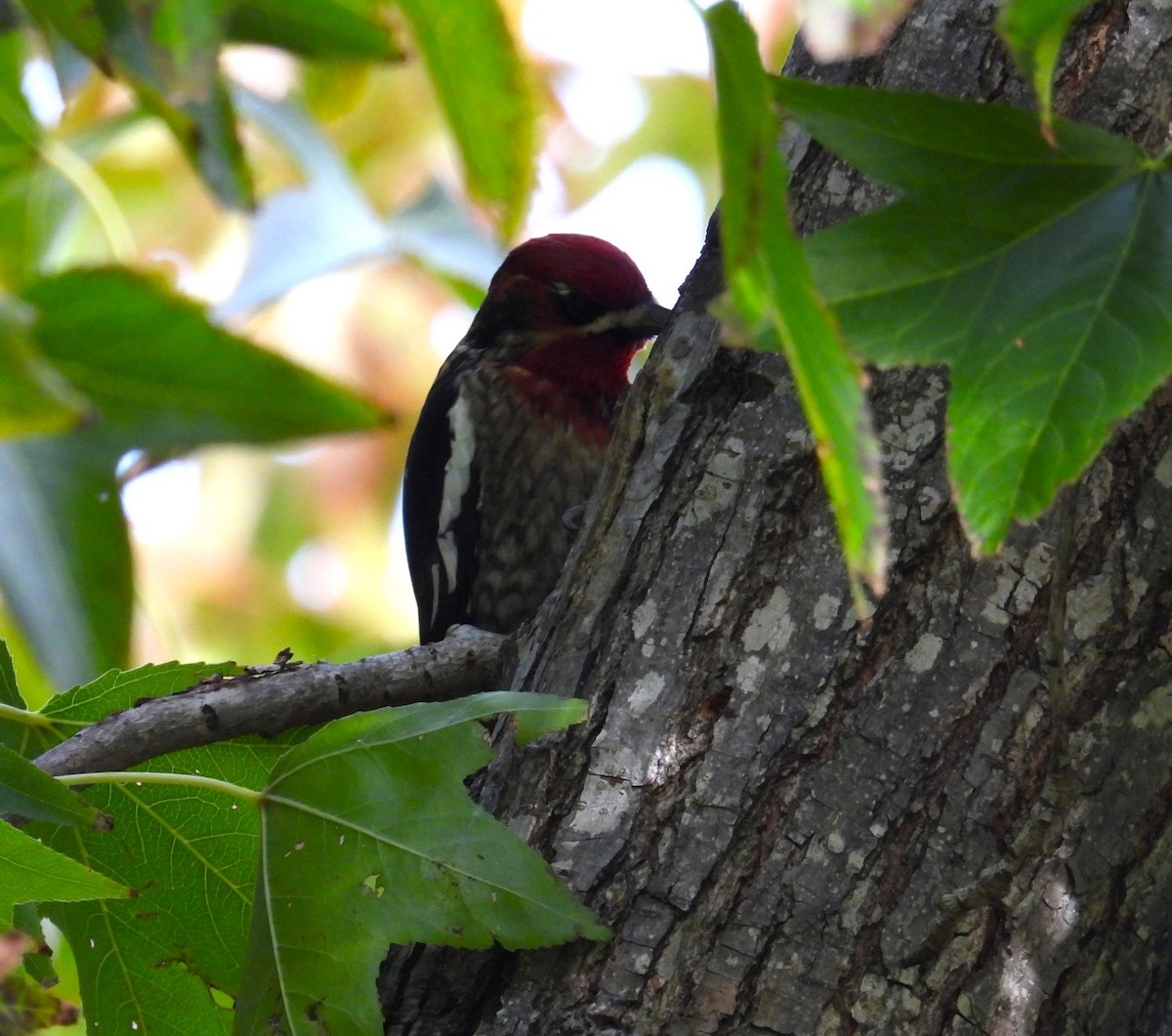 Red-naped/Red-breasted Sapsucker - Ellen Tipping