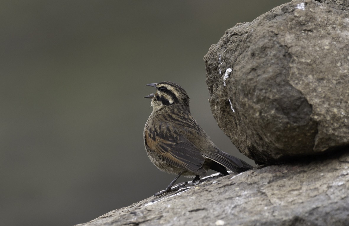 Cape Bunting - ML611882583