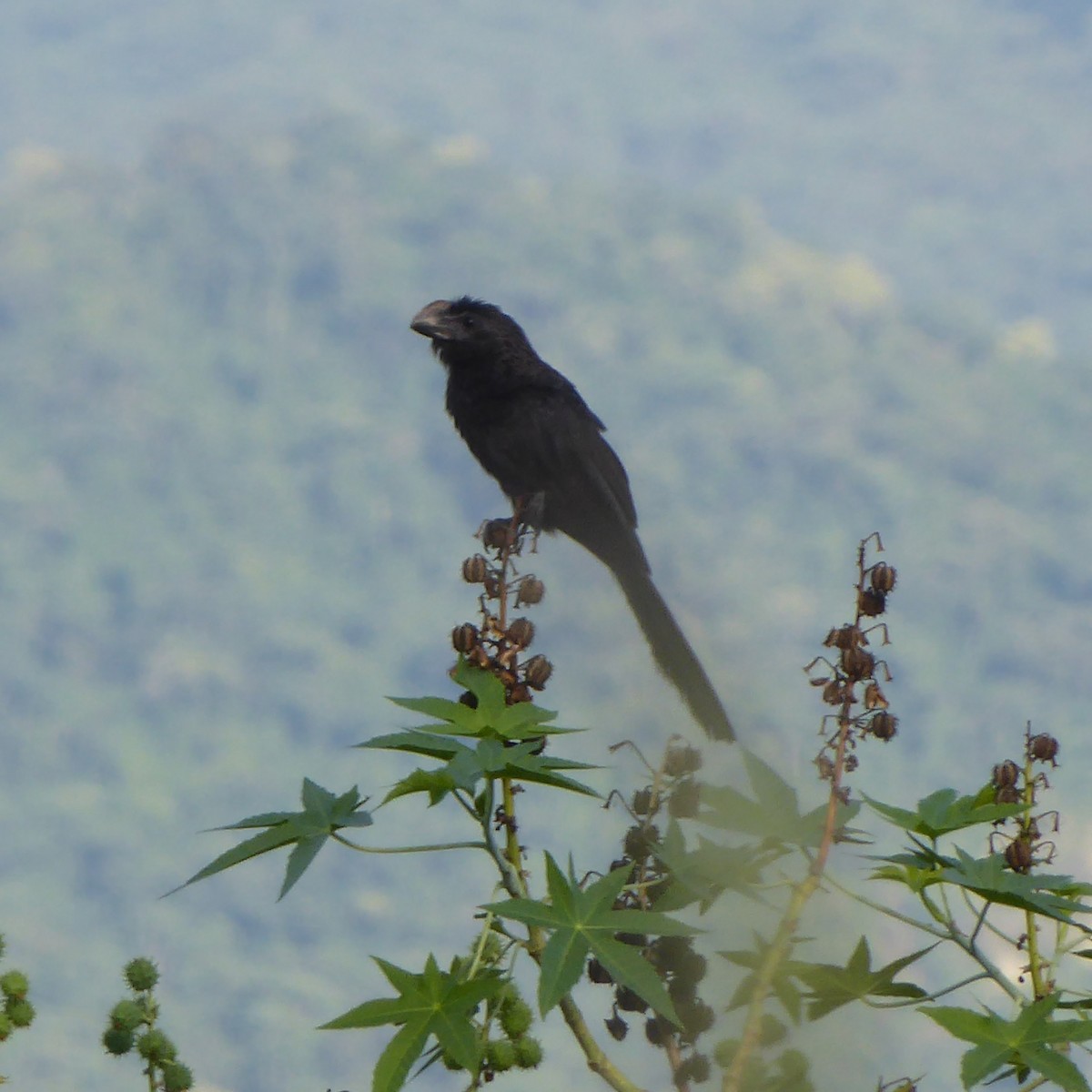 Smooth-billed Ani - ML611882594