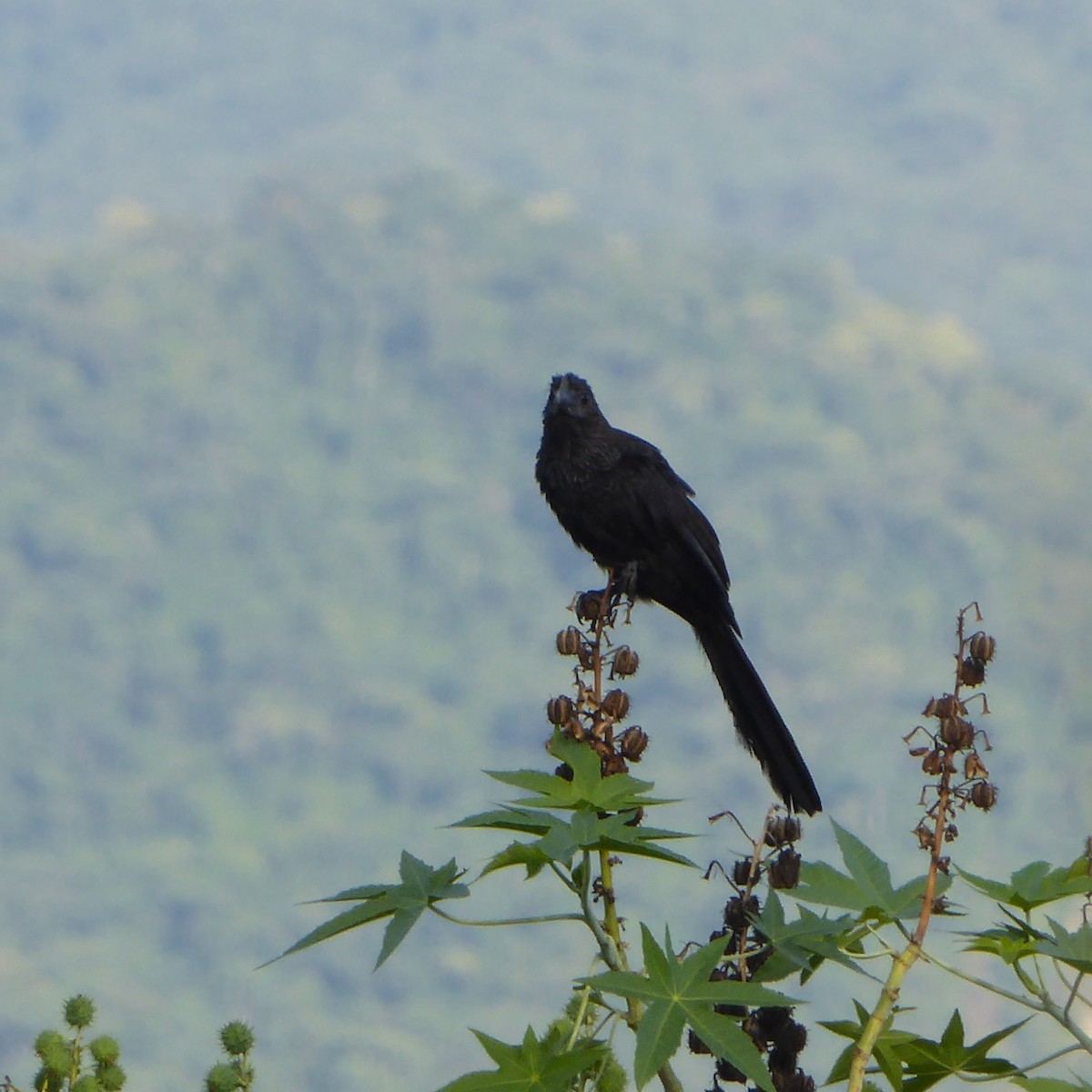 Smooth-billed Ani - ML611882600