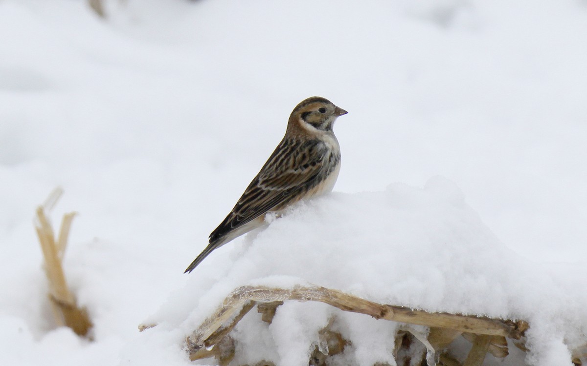 Lapland Longspur - ML611882622