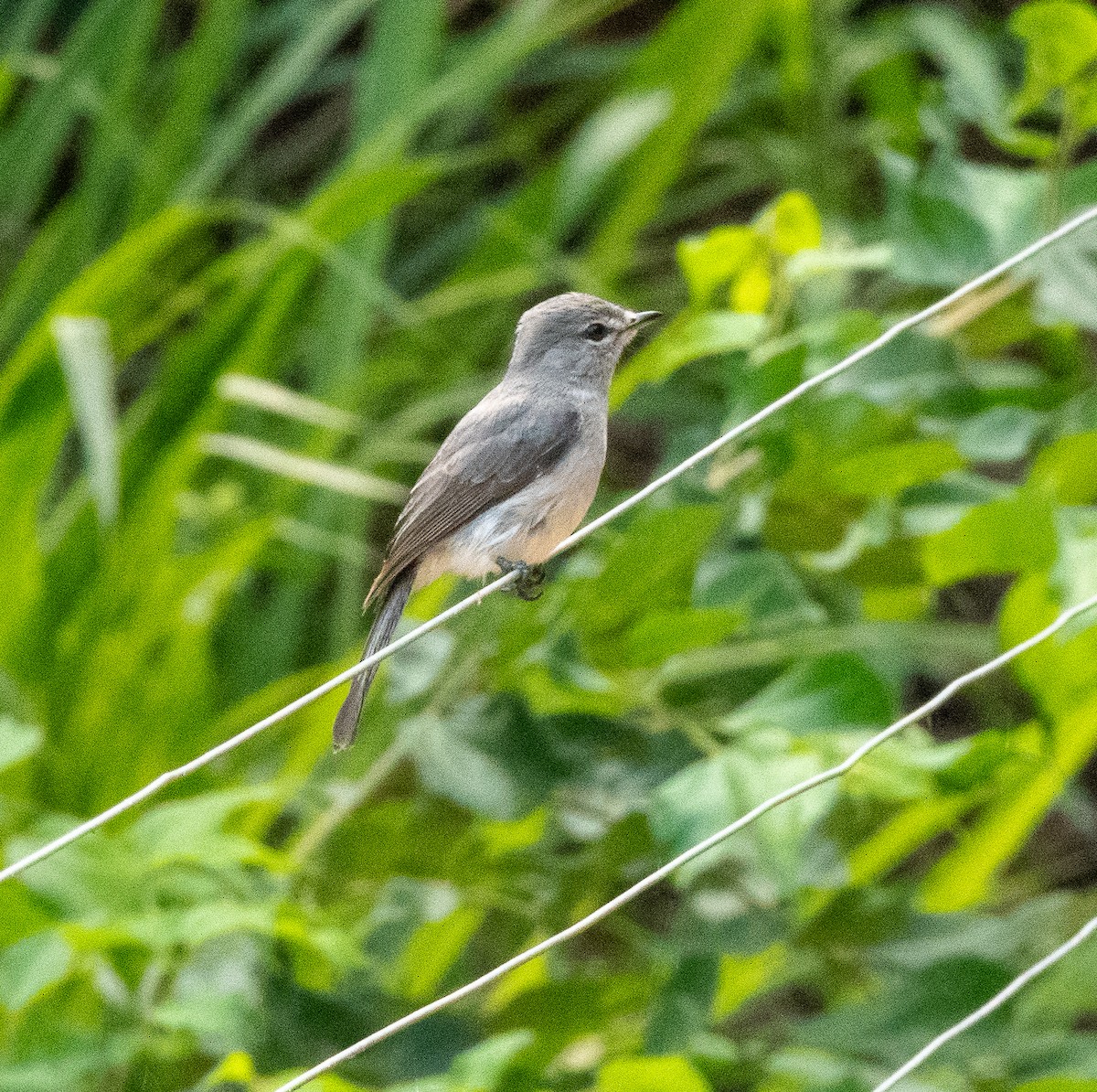 Ashy Flycatcher - ML611882649